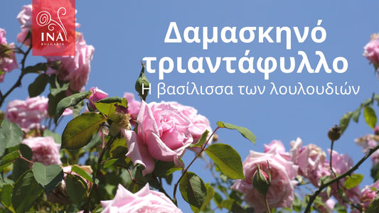 Αυτός είναι ο λόγος που θέλετε το ΧΡΥΣΟ υγρό στα προϊόντα περιποίησης των μαλλιών και της επιδερμίδας σας – Η Βασίλισσα των Λουλουδιών από την InaEssentials