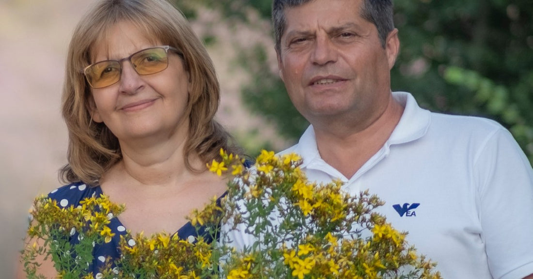 Βαλσαμόχορτο Hypericum perforatum που συνέλεξε η οικογένεια Ralchevi